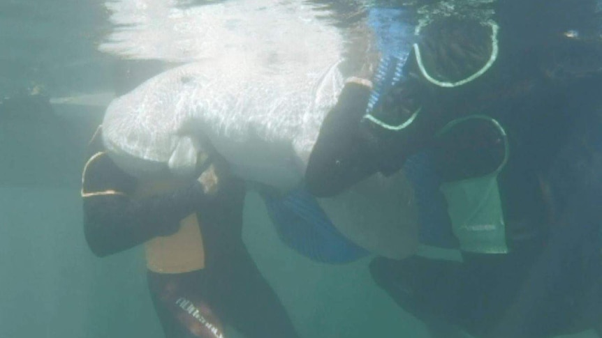 a dugong underwater being held by two people.