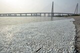Dead fish are seen on the banks of Haihe river at Binhai new district in China