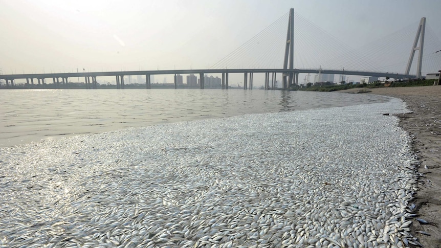 Dead fish are seen on the banks of Haihe river at Binhai new district in China