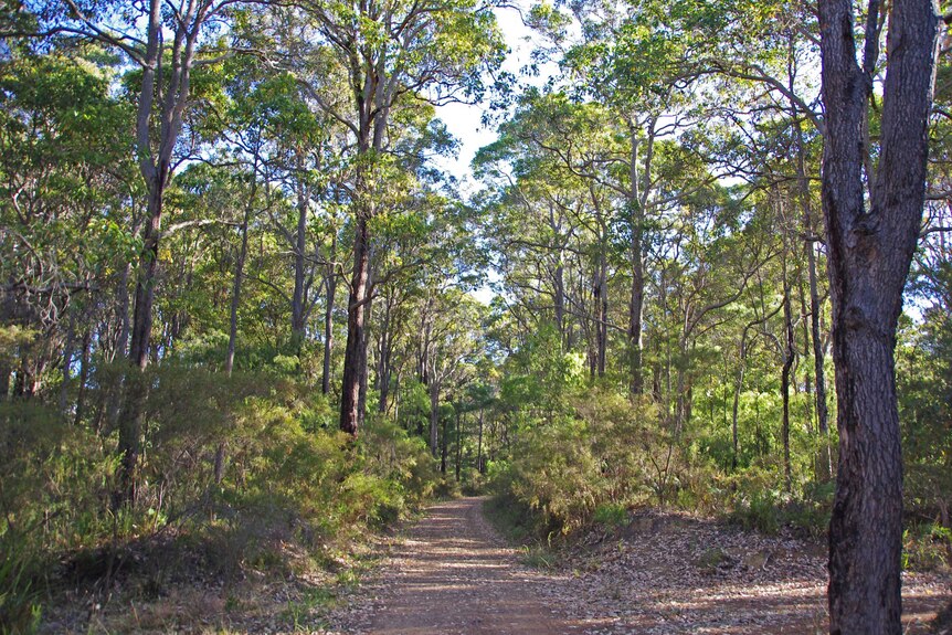 Eucalyptus forest of south western Australia
