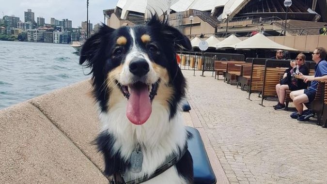 a dog standing on the forecourt of the opera house