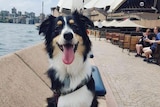 a dog standing on the forecourt of the opera house