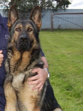 Police dog, Indy