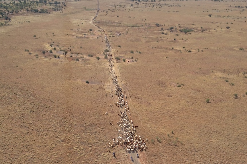 A herd of cattle being mustered on Anthony Lagoon Station
