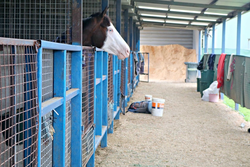 Distinctive horse Miss Vista in stables at Kyneton