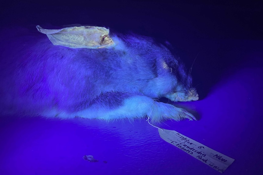 Photograph of a dead bilby glowing under UV light. It has a tag on its foot.