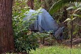 Infected: A horse stands in a yard at Tewantin north of Brisbane