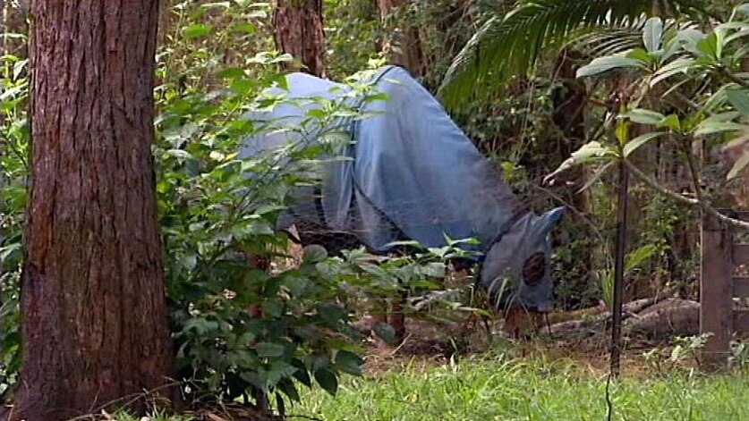 A horse stands in the yard of a property, the location of a case of the hendra virus, at Tewantin