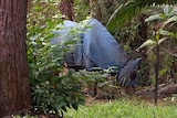 Infected: A horse stands in a yard at Tewantin north of Brisbane