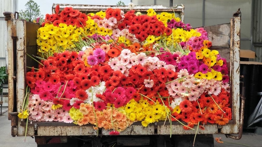 the back of a truck filled with bright red, yellow and pink flowers