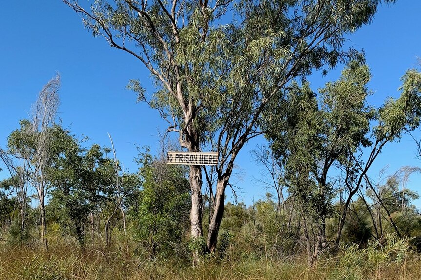 A corrugated iron sign saying "No Prison Here" is nailed to a tree.