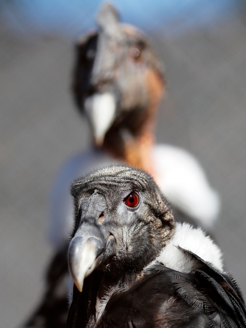 Two condors look toward the camera with one in focus in the foreground and one out of focus in the background