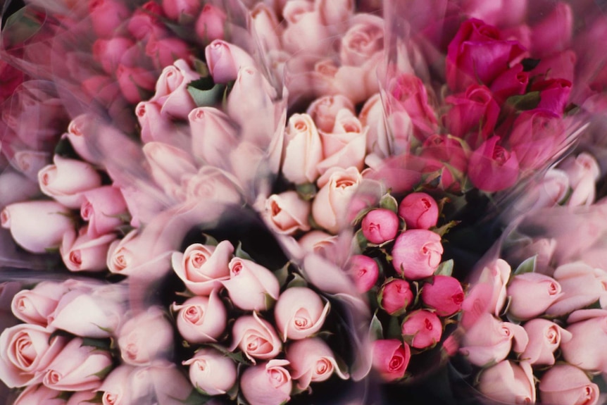 Multiple bunches of pink roses wrapped in plastic