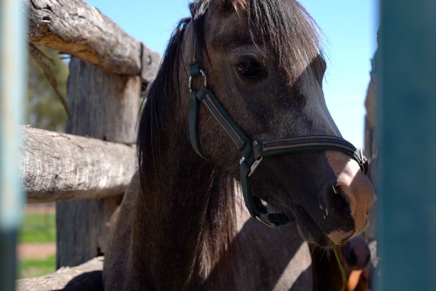 A dark brown horse with a bridle on in an enclosure.