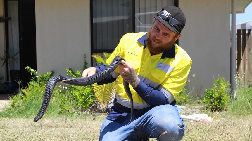 Snake catcher removes red-bellied black snake from front yard of Queensland home.