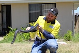 Snake catcher removes red-bellied black snake from front yard of Queensland home.
