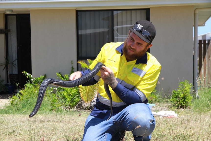 Snake catcher removes red-bellied black snake from front yard of Queensland home.