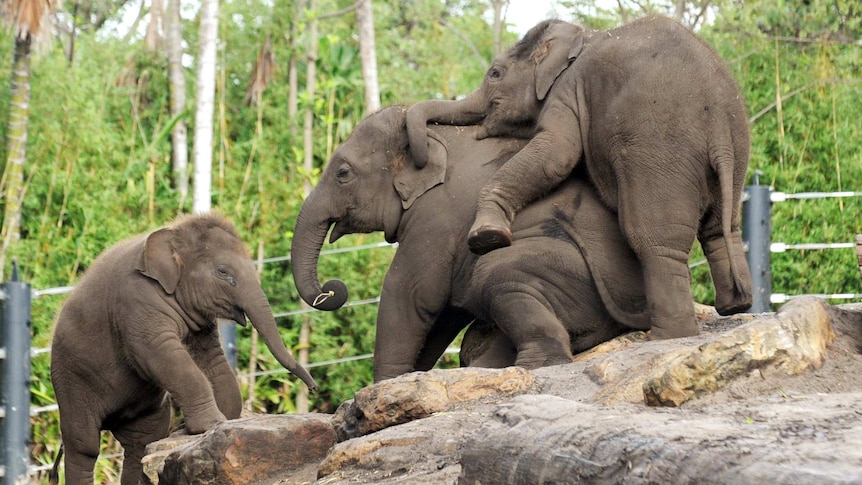 Pathi Harn aka "Mr Shuffles" plays with friends at Taronga Zoo