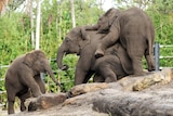 Pathi Harn aka "Mr Shuffles" plays with friends at Taronga Zoo