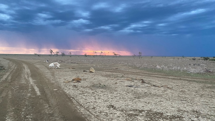 gentle rain in distance on drought struck paddock in outback Queensland