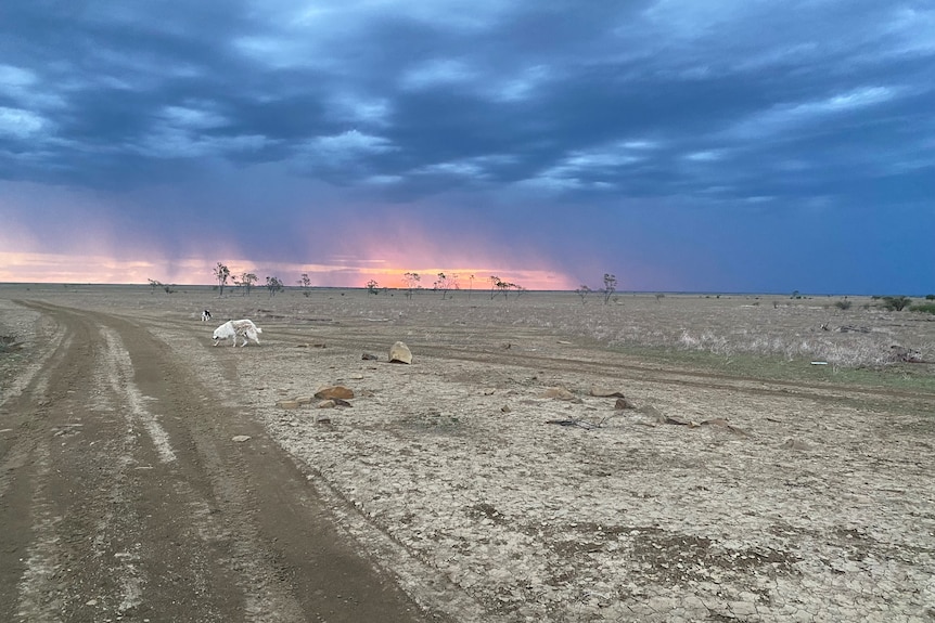 gentle rain in distance on drought struck paddock in outback Queensland