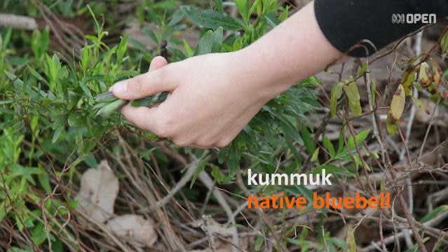 Hand holds plant beside text kummuk native bluebell
