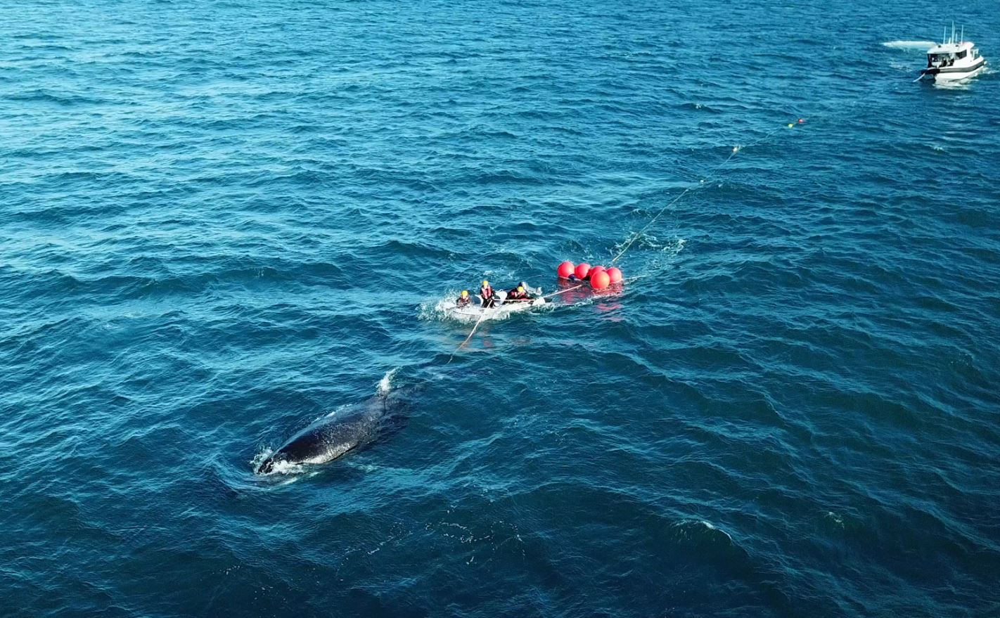 A boat tries to rescue an entangled whale