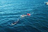 A boat tries to rescue an entangled whale