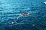 A boat tries to rescue an entangled whale