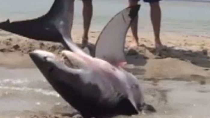 Stranded great white shark rescued in Massachusetts (VIDEO