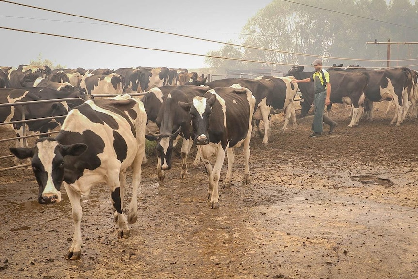 Craig McKimmie in a high-vis shirt, apron and gumboots walks among a muddy pen of his black and white dairy cows, in thick smoke
