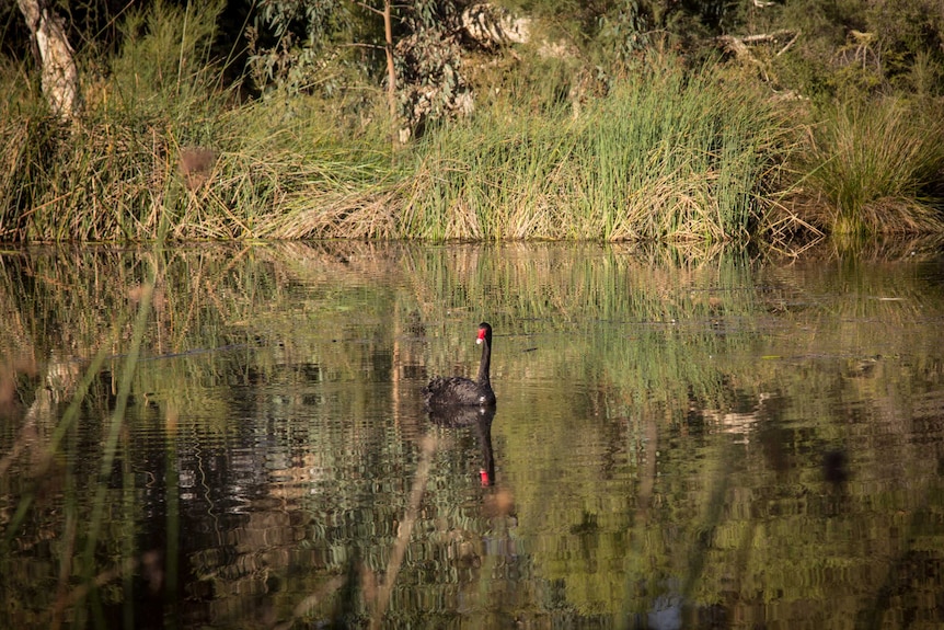 A Black Swan at Eric Singleton Bird Sanctuary
