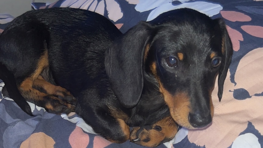 Stanley the sausage dog puppy lying on a bed