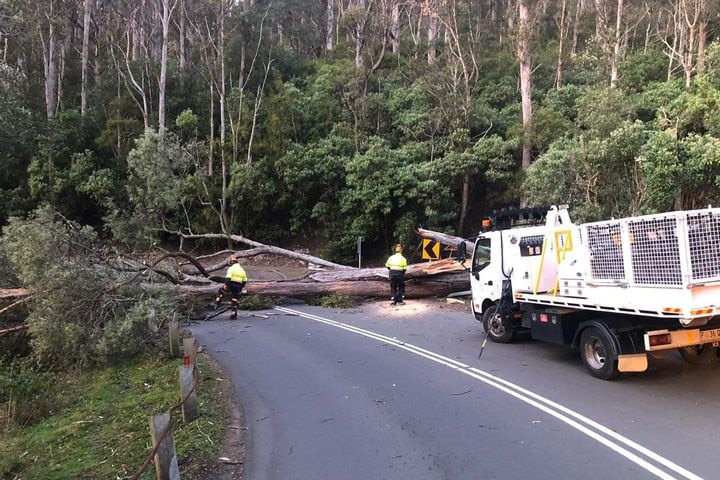 Two men in high-vis clothing stand near a large tree lying across a road with a white truck nearby. 
