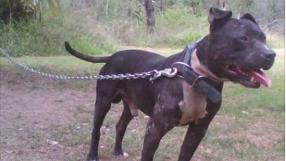 A pit bull terrier type dog was one of five animals seized by the RSPCA in 2018.