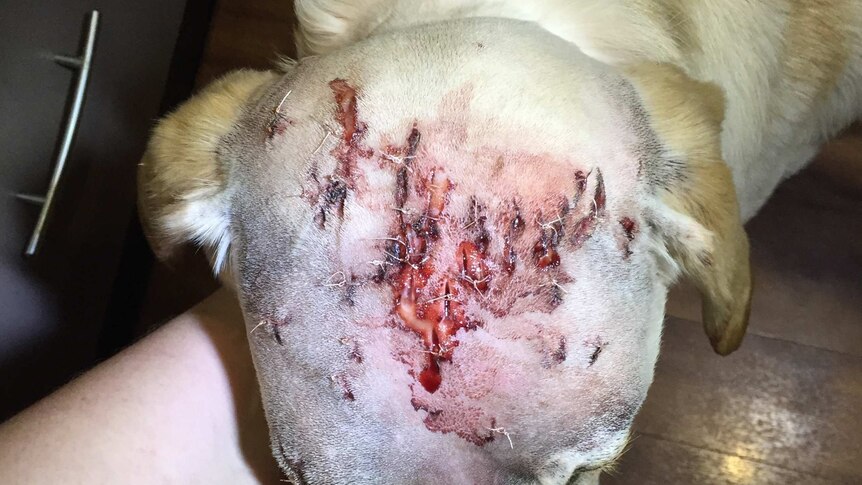 Injuries to Lola the dog's head