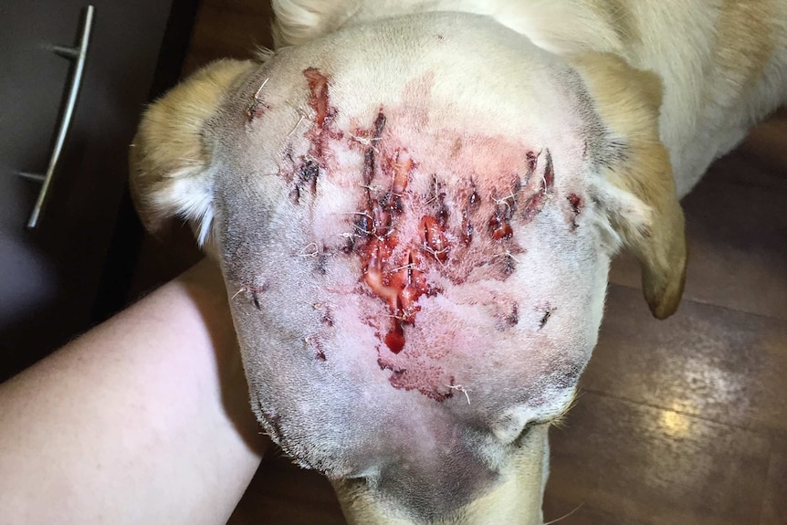 Injuries to Lola the dog's head