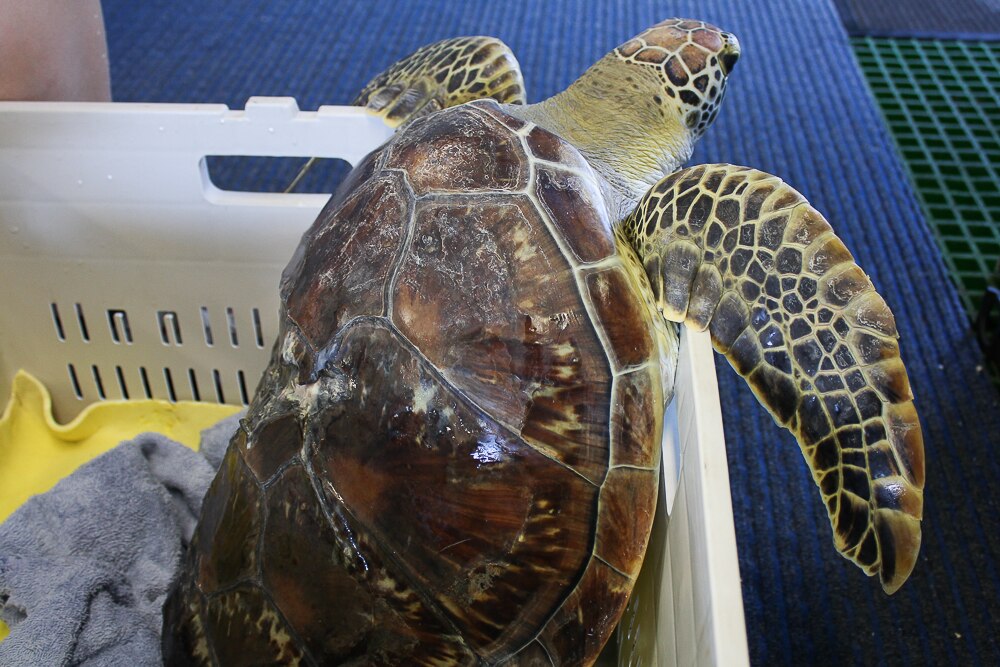 Diamond the turtle released into wild after recovering from severe boat ...