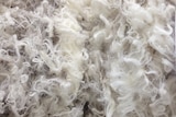Two fine wool fleeces sit side by side.