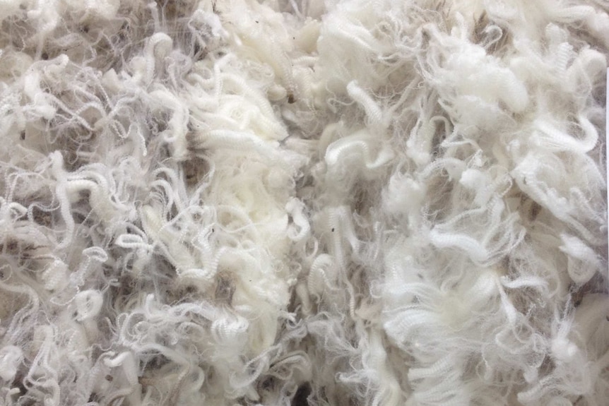 Two fine wool fleeces sit side by side.