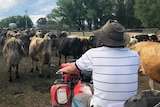 a man rides on a four-wheeled motor bike, behind a herd of dairy cows he is herding up the dusty road.