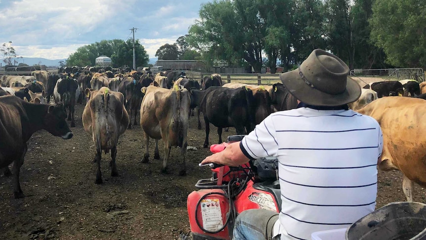 a man rides on a four-wheeled motor bike, behind a herd of dairy cows he is herding up the dusty road.