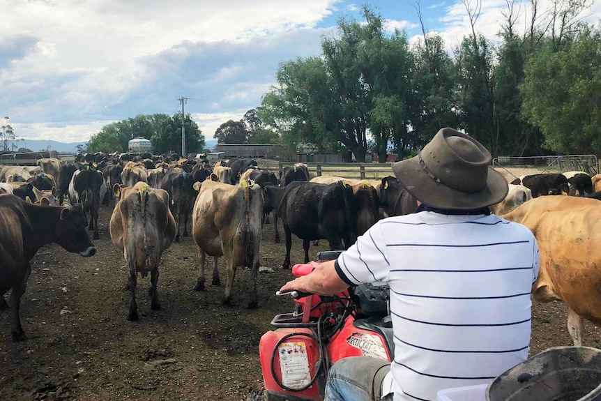 a man rides on a four-wheeled motor bike, behind a herd of dairy cows he is herding up the dusty road.