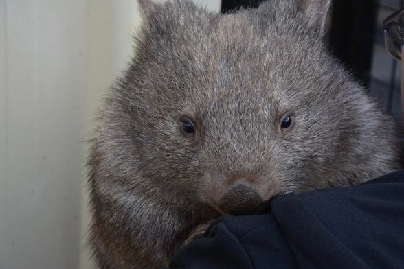 a cute wombat stares at the camera over the shoulder of someone holding him