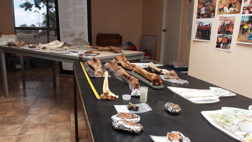 Fossils and large bones lying on a table