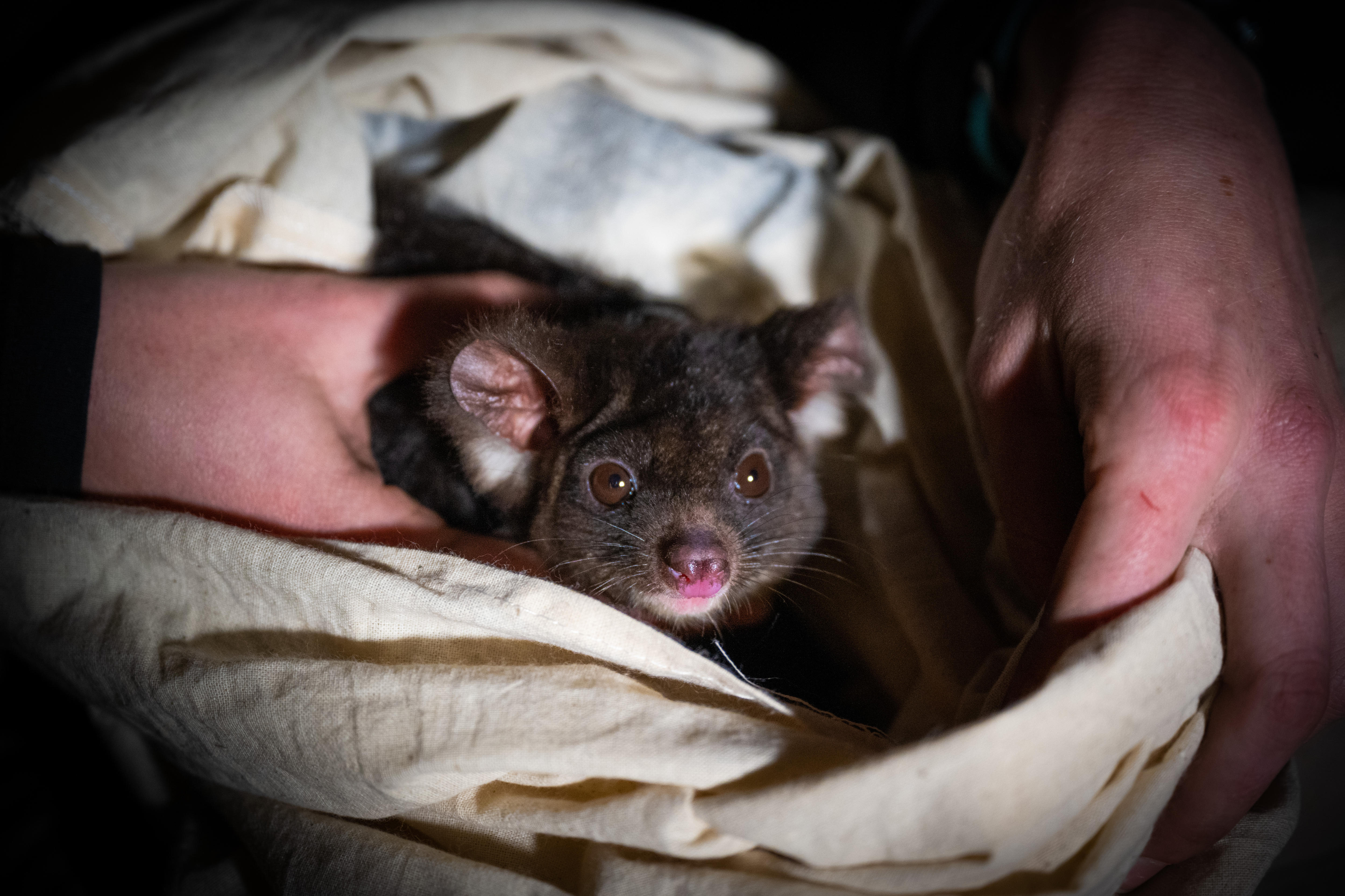 A greater glider looks into the camera while in the hands of scientists.