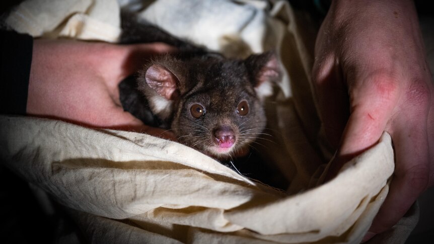 A greater glider looks into the camera while in the hands of scientists.
