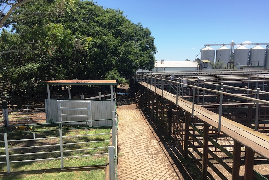 Livestock saleyards with a big fig tree and silos in the background.