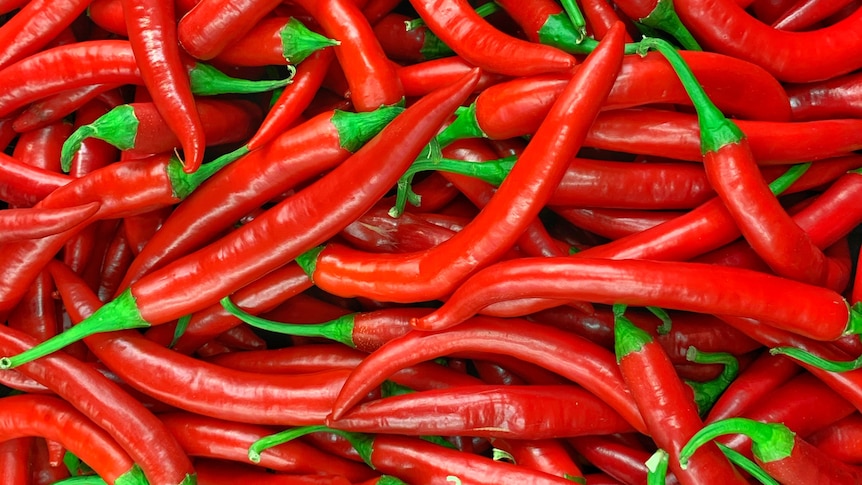 A pile of red chillis at the shops, bright green stems are an indicator of freshness.