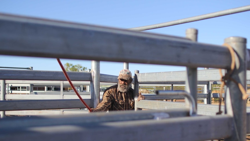 a man in cattle yards